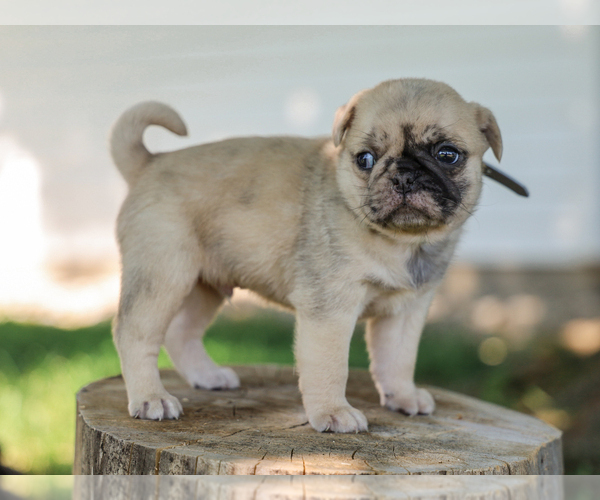 Medium Photo #2 Pug Puppy For Sale in LIBERTY, KY, USA