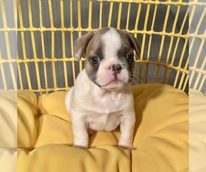 French Bulldog Puppy for sale in ANNAPOLIS, MD, USA