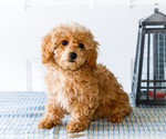 Small Photo #46 Poodle (Toy) Puppy For Sale in WAKARUSA, IN, USA
