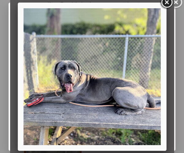 Medium Photo #3 Mastiff Puppy For Sale in Goodyear, AZ, USA