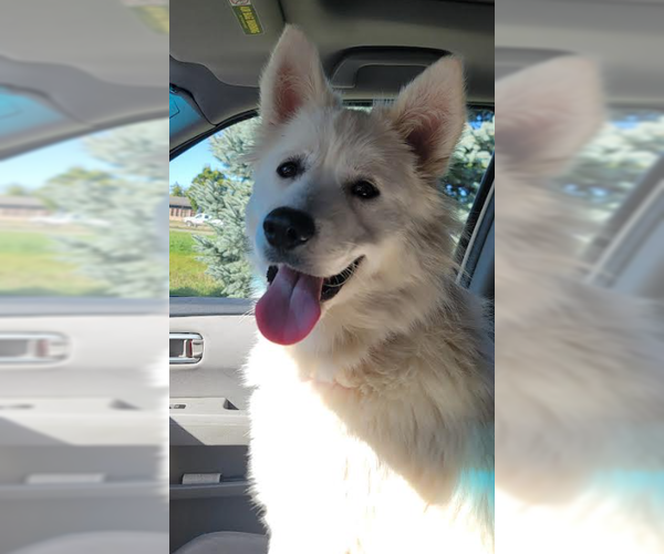 Medium Photo #7 Samoyed-Unknown Mix Puppy For Sale in Brooklyn Center, MN, USA