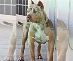 Small Photo #12 American Bully Puppy For Sale in PALMDALE, CA, USA