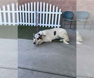 Gerberian Shepsky Dogs for adoption in Modesto, CA, USA