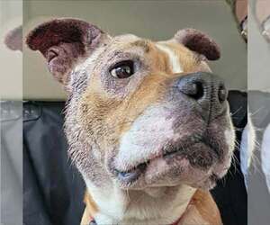 Miracle - Not at shelter (Amelia) - Female Mutt Dog for Adoption - Photo #10