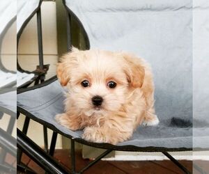 Maltese-Maltipoo Mix Puppy for sale in MARIPOSA, CA, USA