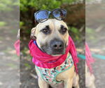 Small #2 American Staffordshire Terrier Mix