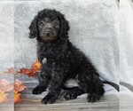 Small Photo #2 Miniature Labradoodle Puppy For Sale in MILLERSBURG, OH, USA