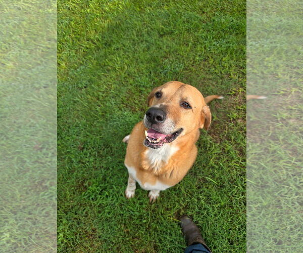 Medium Photo #9 Labrador Retriever-Unknown Mix Puppy For Sale in Rockaway, NJ, USA