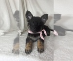 Gwyneth - Female German Shepherd Dog Puppy for Sale - Photo #5
