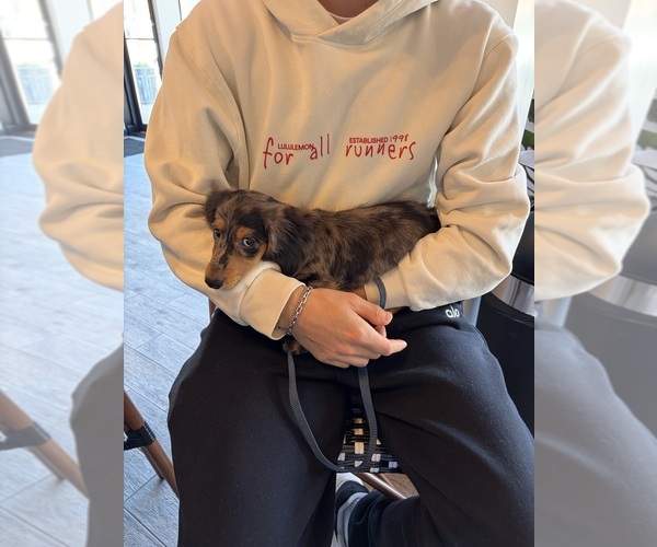 Medium Photo #1 Dachshund Puppy For Sale in MEDWAY, MA, USA