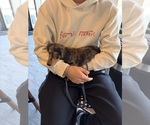 Small Dachshund