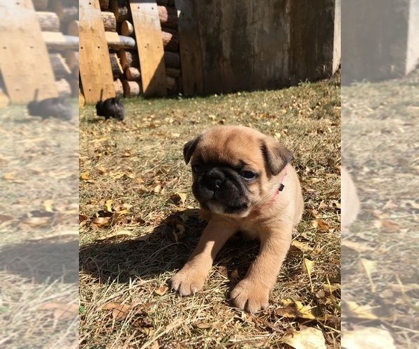 Medium Photo #10 Buggs Puppy For Sale in AFTON, WY, USA