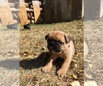 Small Photo #10 Buggs Puppy For Sale in AFTON, WY, USA