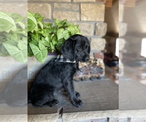 Labradoodle Puppy for sale in HENRYETTA, OK, USA