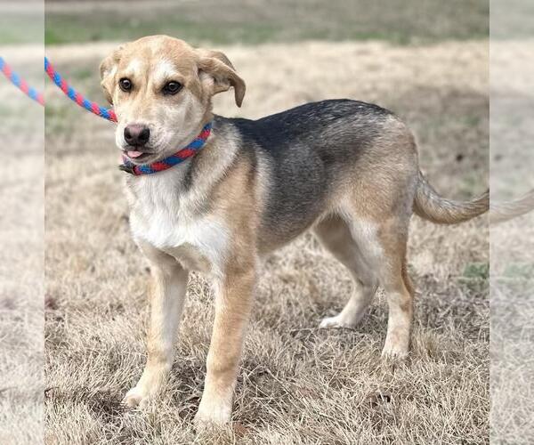 Medium Photo #2 Mutt Puppy For Sale in Yardley, PA, USA