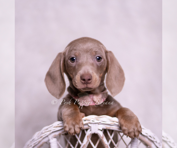 Medium Photo #4 Dachshund Puppy For Sale in WARSAW, IN, USA