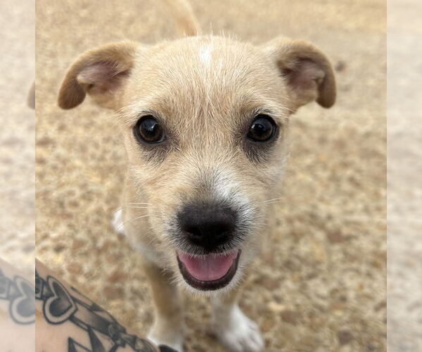 Medium Photo #1 Chihuahua-Unknown Mix Puppy For Sale in Minneapolis, MN, USA