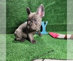 Small Photo #3 French Bulldog Puppy For Sale in MIRA LOMA, CA, USA