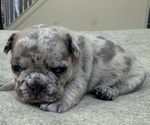 Puppy Grey female French Bulldog