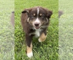 Small Photo #6 Australian Shepherd Puppy For Sale in NEOSHO, MO, USA
