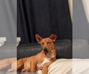 Apache - Male Carolina Dog-Unknown Mix Dog for Adoption - Photo #5
