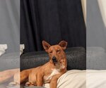 Small #4 Carolina Dog Mix