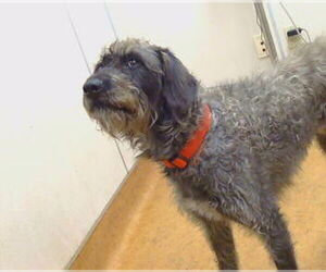 Poodle (Standard)-Unknown Mix Dogs for adoption in Sacramento, CA, USA
