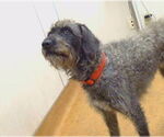 Small Poodle (Standard) Mix