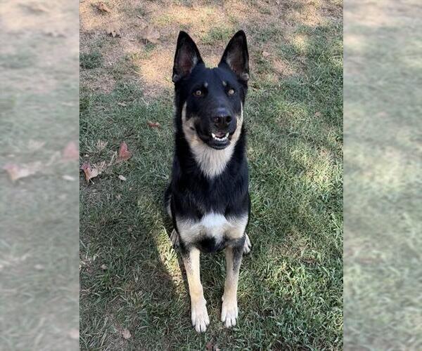 Medium Photo #1 German Shepherd Dog-Unknown Mix Puppy For Sale in Riverside, CA, USA