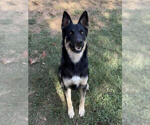 German Shepherd Dog-Unknown Mix Dogs for adoption in Riverside, CA, USA