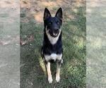 HOPSCOTCH - Male German Shepherd Dog-Unknown Mix Dog for Adoption - Small photo