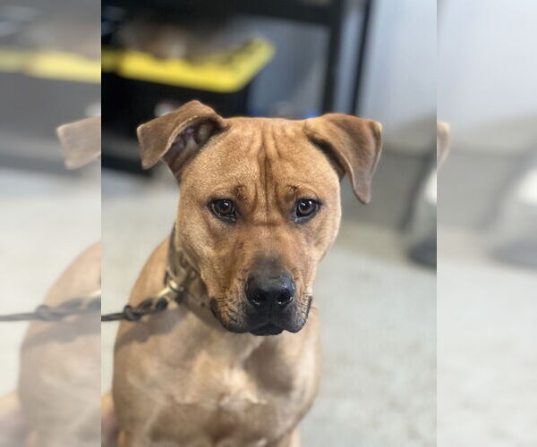 Medium Photo #2 Mutt Puppy For Sale in Dana Point, CA, USA