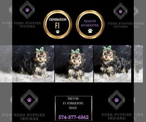 YorkiePoo Puppy for sale in WARSAW, IN, USA