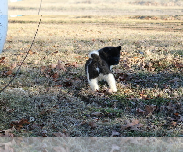 Medium Photo #18 Akita Puppy For Sale in STRAFFORD, MO, USA