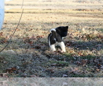 Small Photo #18 Akita Puppy For Sale in STRAFFORD, MO, USA