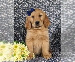 Small #1 Golden Retriever