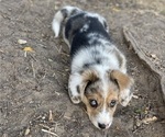 Small Photo #12 American Corgi Puppy For Sale in COLLEGE STATION, TX, USA