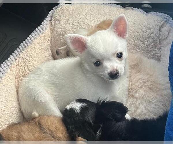Medium Photo #4 Chihuahua-Unknown Mix Puppy For Sale in Spring Lake, NJ, USA