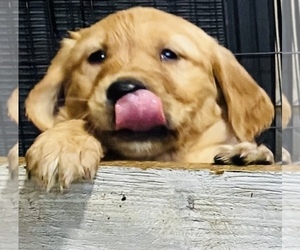 Golden Retriever Puppy for sale in BAXTER, MN, USA