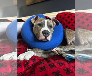 Ronnie - Male American Pit Bull Terrier Dog for Adoption - Photo #5