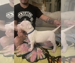 Small Photo #6 Dogo Argentino Puppy For Sale in ARLINGTON, TX, USA