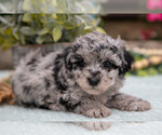 Small #1 Poodle (Toy)
