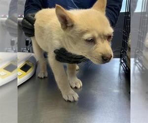 Siberian Husky-Unknown Mix Dogs for adoption in Visalia, CA, USA