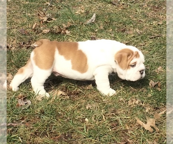 Medium Photo #2 English Bulldog Puppy For Sale in STEPHENS CITY, VA, USA