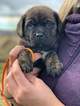 Small Photo #1 Mastiff Puppy For Sale in YAKIMA, WA, USA