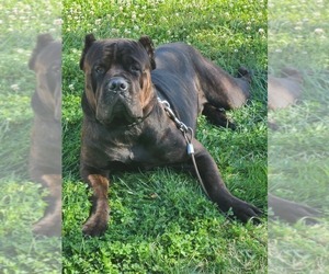 Mother of the Cane Corso puppies born on 03/31/2022
