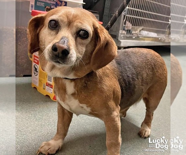 Medium Photo #3 Beagle-Unknown Mix Puppy For Sale in Washington, DC, USA