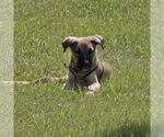 Small #11 American Pit Bull Terrier Mix