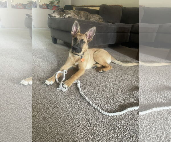 Medium Photo #17 German Shepherd Dog Puppy For Sale in Seattle, WA, USA