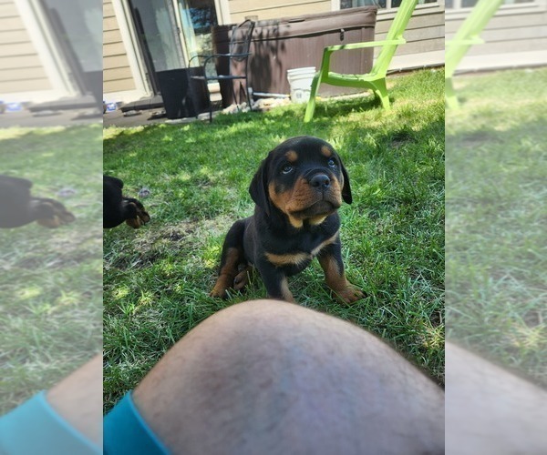 Medium Photo #2 Rottweiler Puppy For Sale in BELGRADE, MT, USA